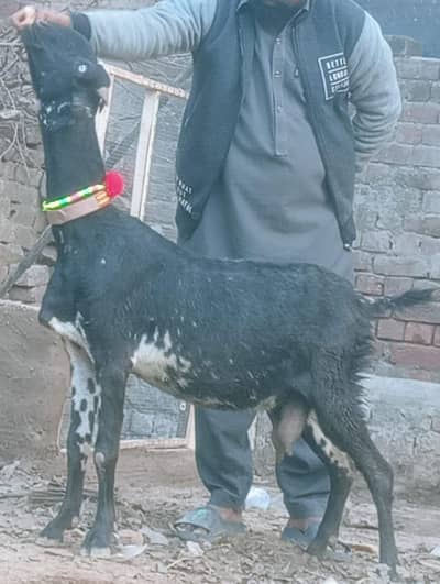 Beetal tyear bakri sale