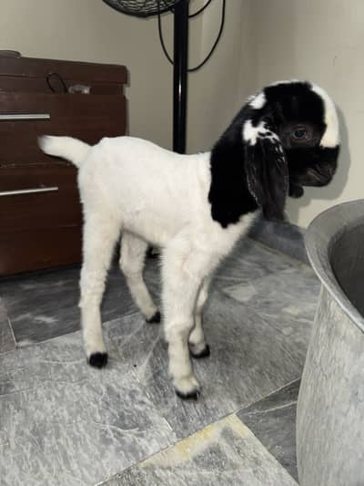 Baby Goat
