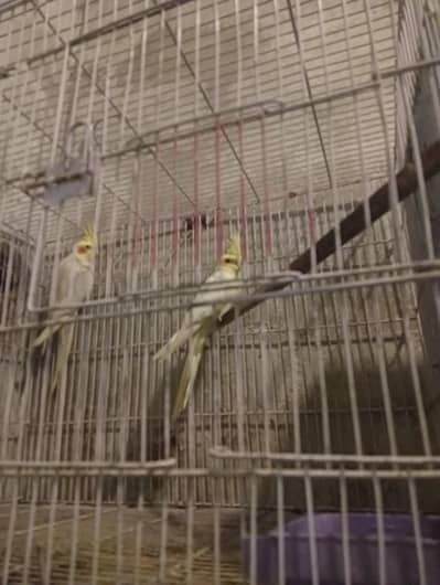 common cream Cocktail breeder pair