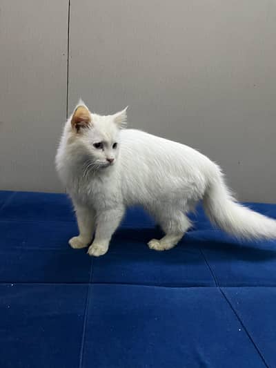 white Persian odd eye kitten for sale