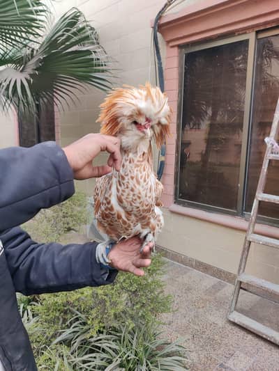 buff laced polish male |excellent quality |f1 fancy