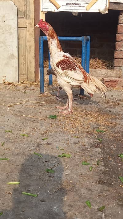 Top quality Aseel murgha For Sale