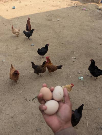 03087654355 morgya anda dy rai hn polat sale kar dia ha is wa