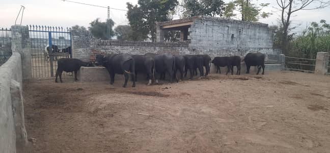 2nd lactation buffalo for sell