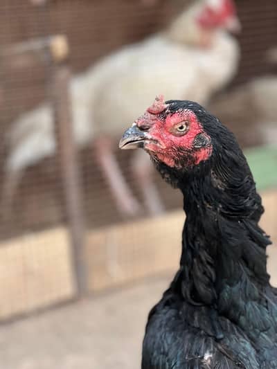 High Quality Black Lasani Madi old blood line