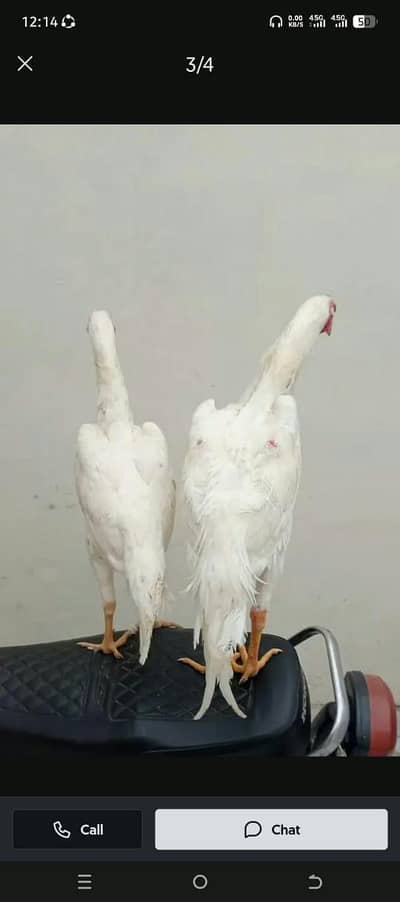 Parrot big murgaage 3month farsaleWhatsApnumber3238811932