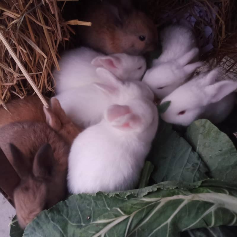 Lahore rabbit farm - Rabbits - 1110581551