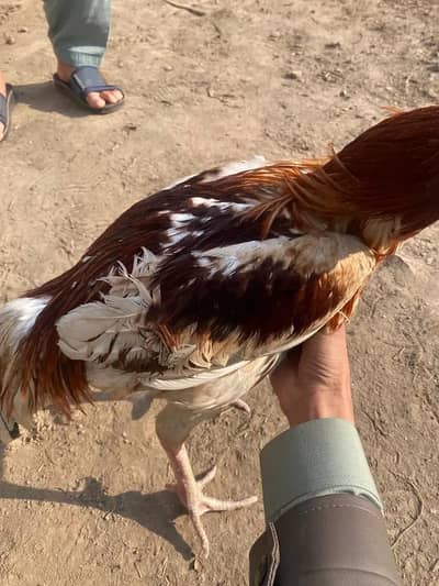 Sindhi aseel whatsapp 03444621847