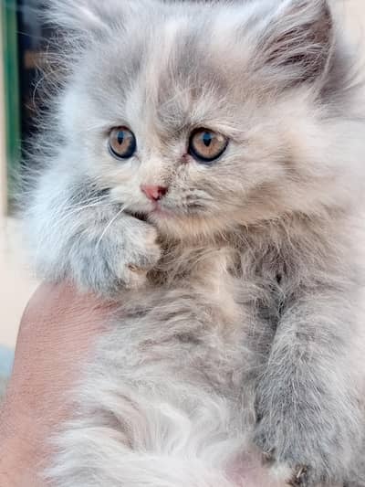 Munchkin kittens for adoption