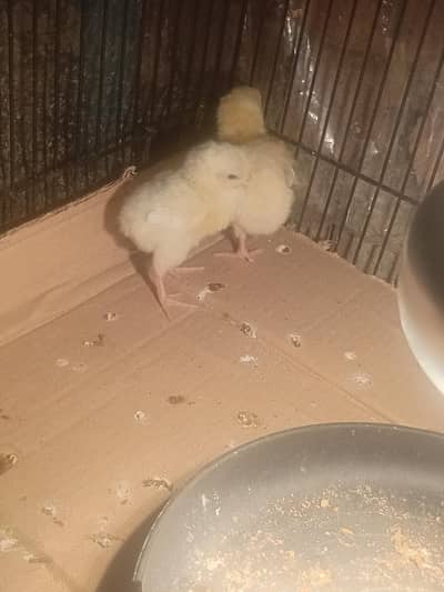 chicks for sale paper white
