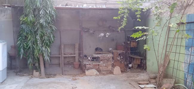 Master Cage for Poultry | Used