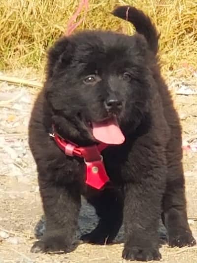 bakarwal security dog 2 month male for sale