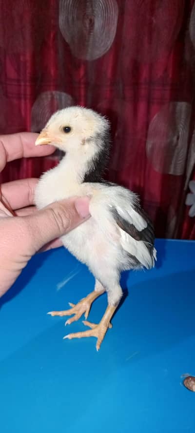 paper white Heera murga / chicks cross chicks /Javi Madi /pure breed