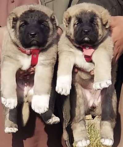 Kurdish kangal security dog 2 month pair for sale