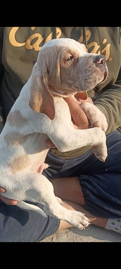 English pointer puppies for sale