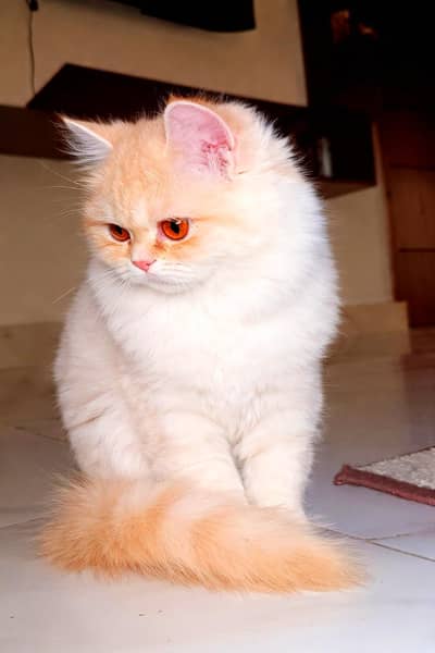 pure persian fawn kitten available for urgent sale