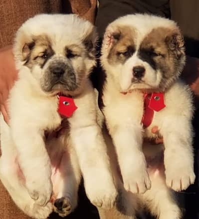 alabai security dog 2 month pair for sale