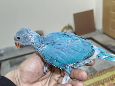 blue ringneck cheeks beautiful  17000