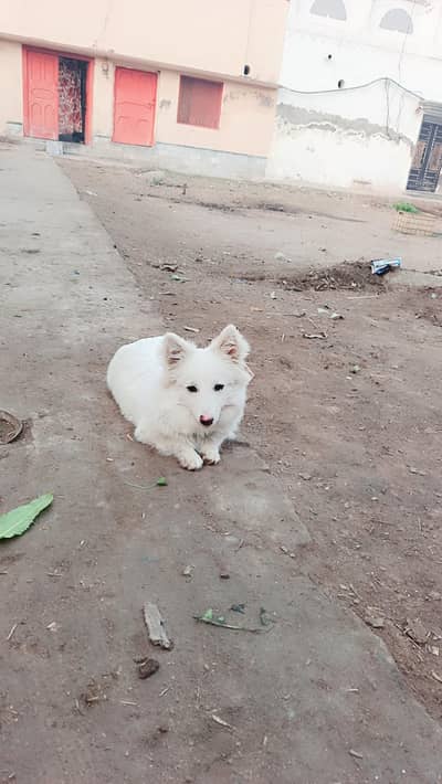 0 size puppy rashian