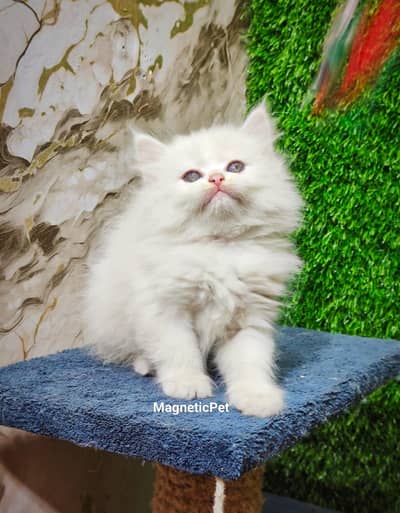 white Persian kitten