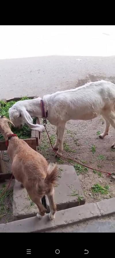 rajanpori 4dant  3,5month gaban