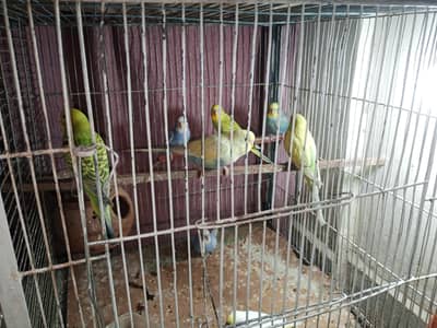 Budgie Parrots for Sale 