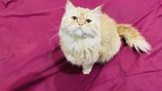 Ginger cute female cat for sale