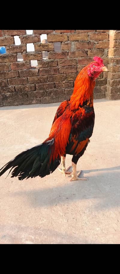 Aseel Lakha Mianwali