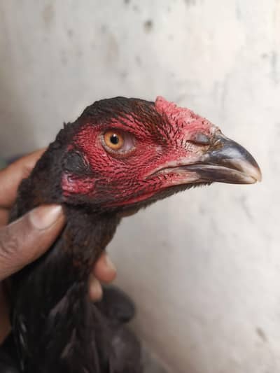 aseel Thai madi long hight me for sale