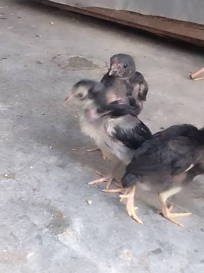 Thai burmi chicks available healthy and active