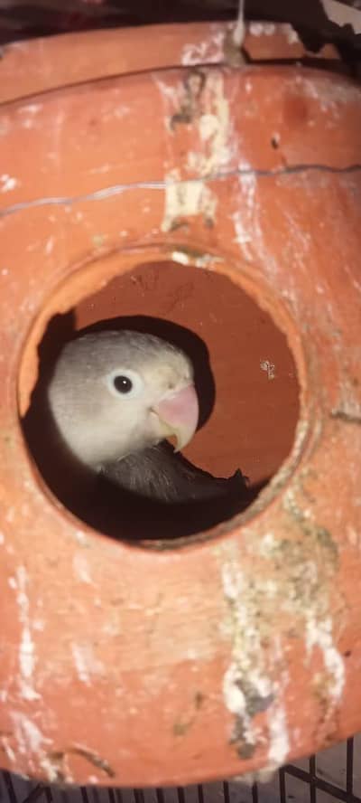 love bird for sale healthy and active