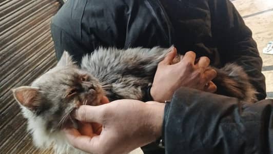 Persian triple coated extra long coat