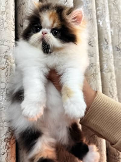 Show Quality Calico Female Kitten