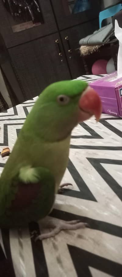 Raw Parrot for sell