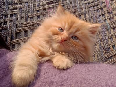 brown and white  Persian kittens