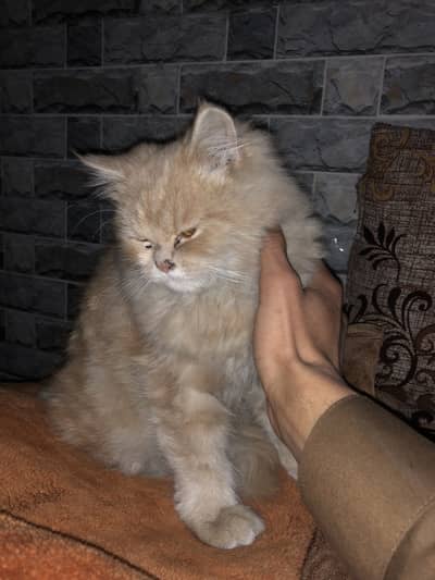 7Months old Persian Triple Coated Female Cat For Sale