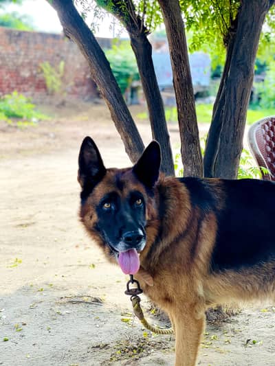 German shepherd Wolf breed