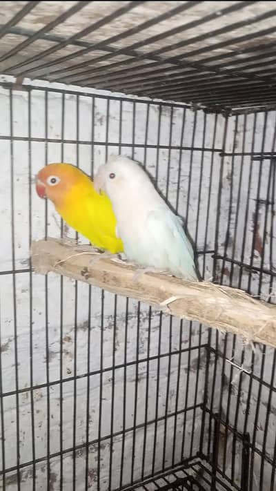 Love birds  breeder pair