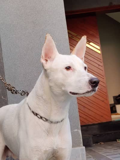 Mixed Breed Gultair Dog (Free)