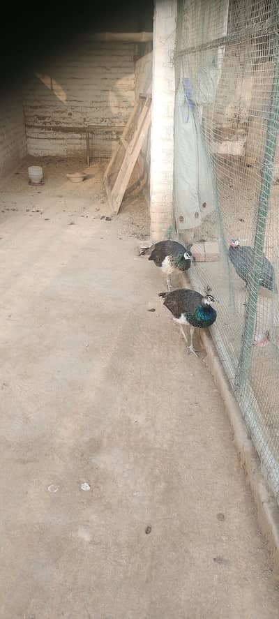 Two chicks of peacock
