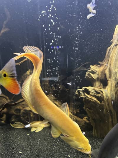 Albino Golden Arowana