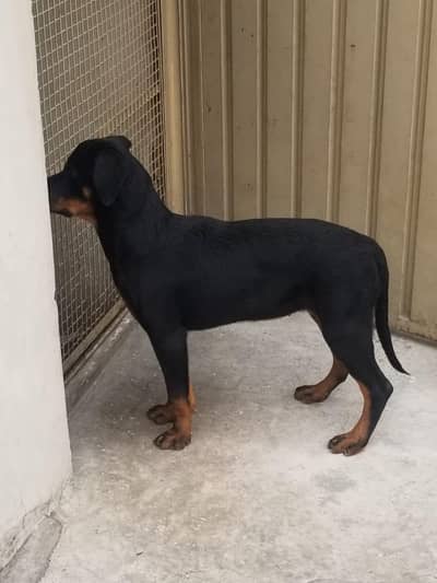 kcp pedigree Rottweiler female puppy