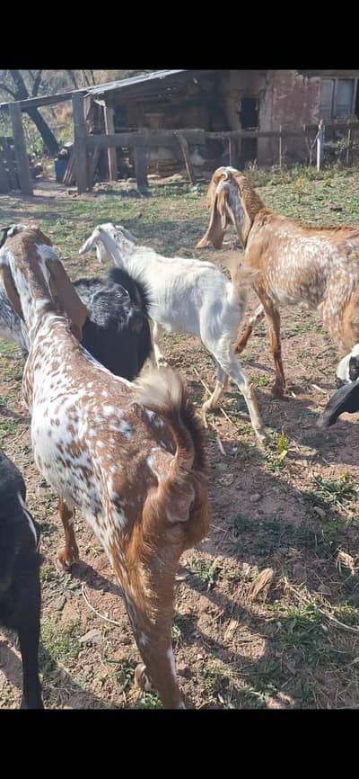 makhi cheenii goats
