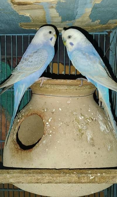 Urgent sale serious buyers contact me 03171071037 ispe call kren