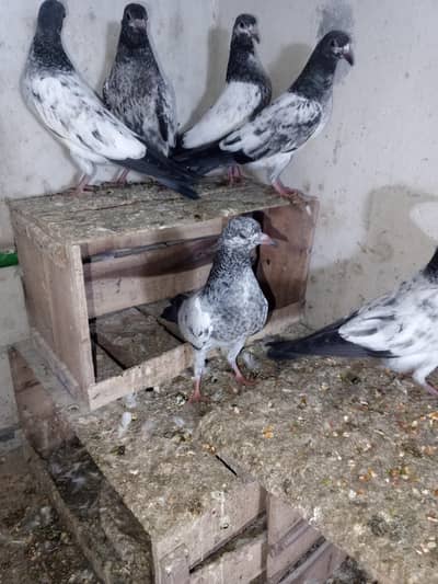 chudry teddy aur ferozpuri cross per