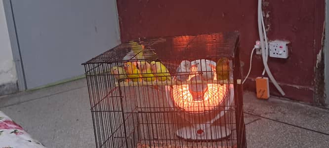 mix love birds near to adult jambo size