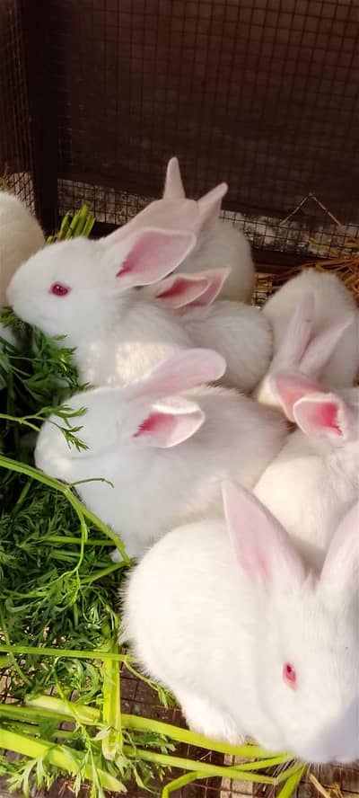 lady world rabbit farm