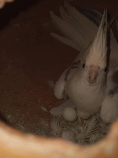 V Pied Cocktail pair and green neck female