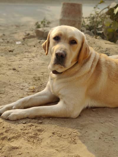 Labrador breeder security train female 03497322796