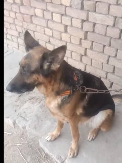 German shepherd stock coat female non pedigree